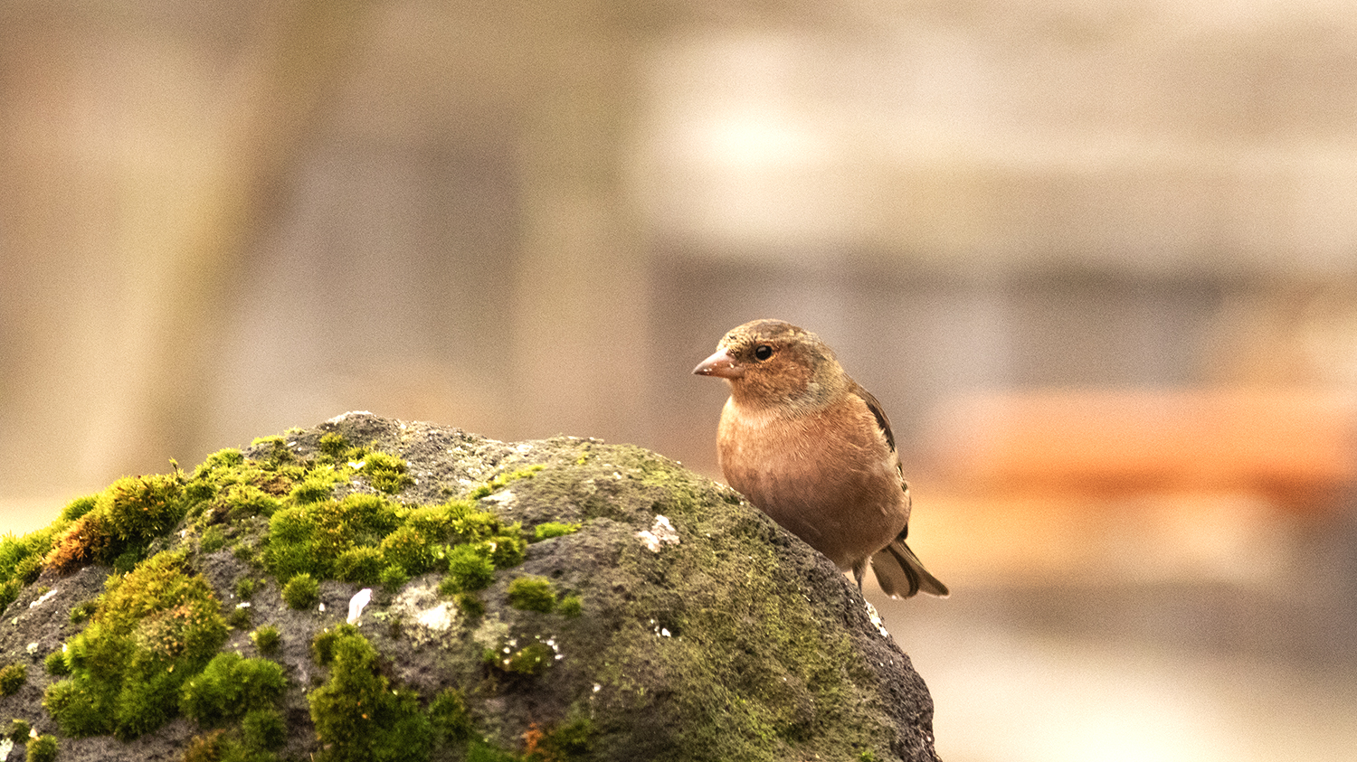 Common Chaffinch